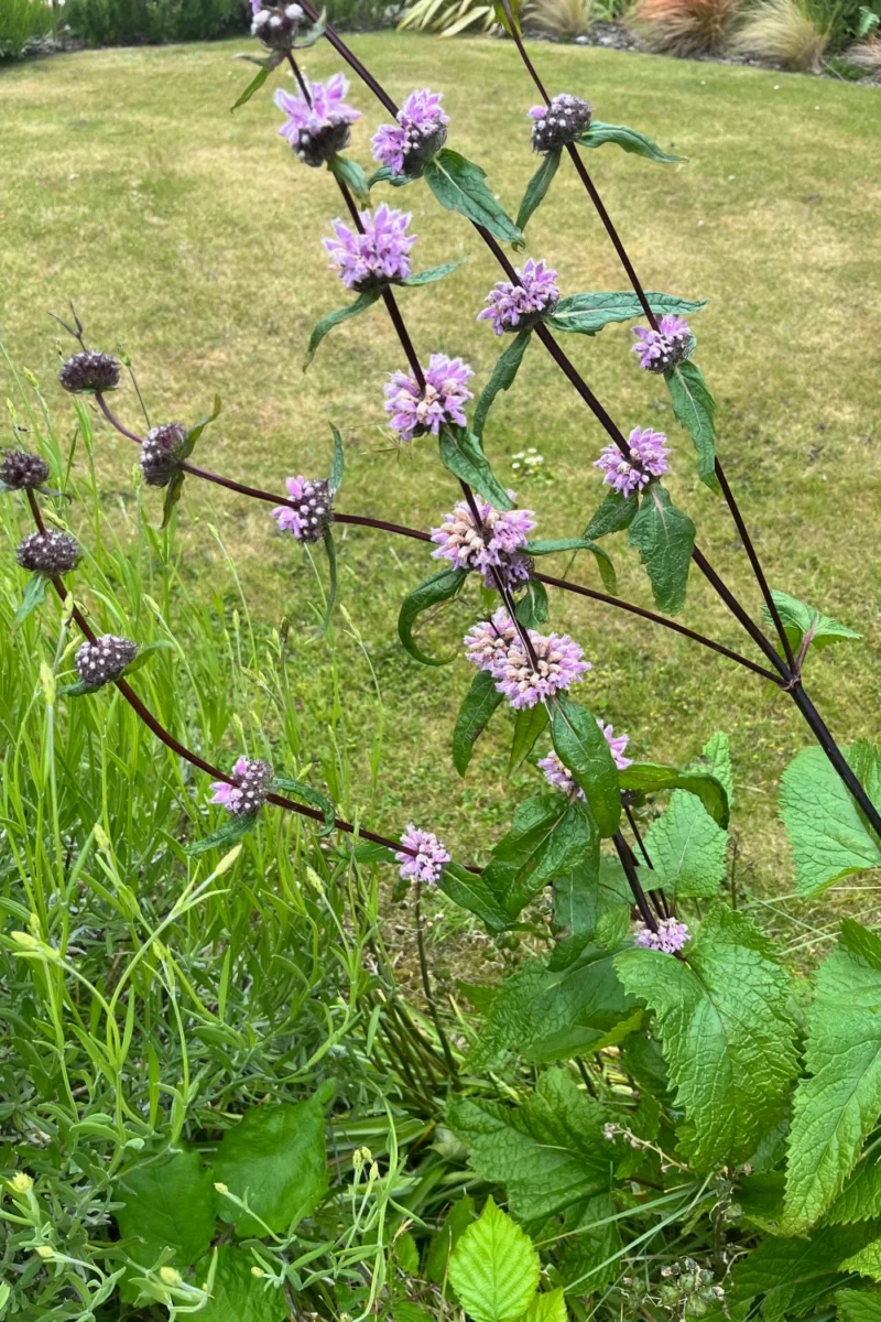 phlomis tuberosa
