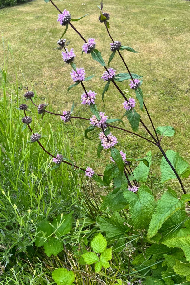 Phlomis tuberosa
