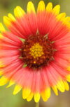 Indian blanket (Gaillardia pulchella)