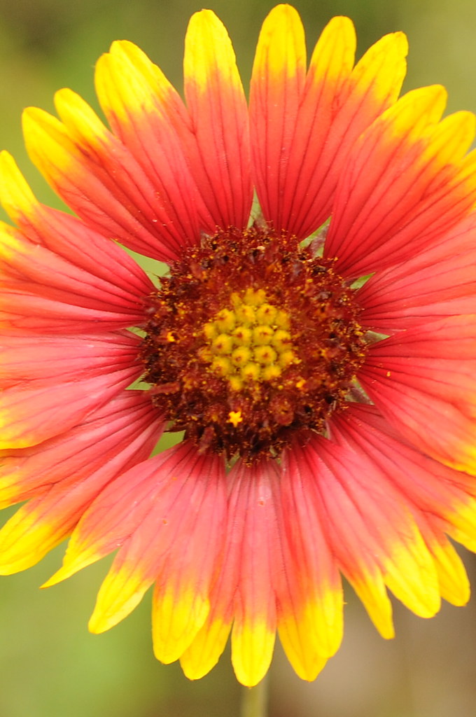Indian blanket (Gaillardia pulchella)