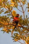 Australian native plants