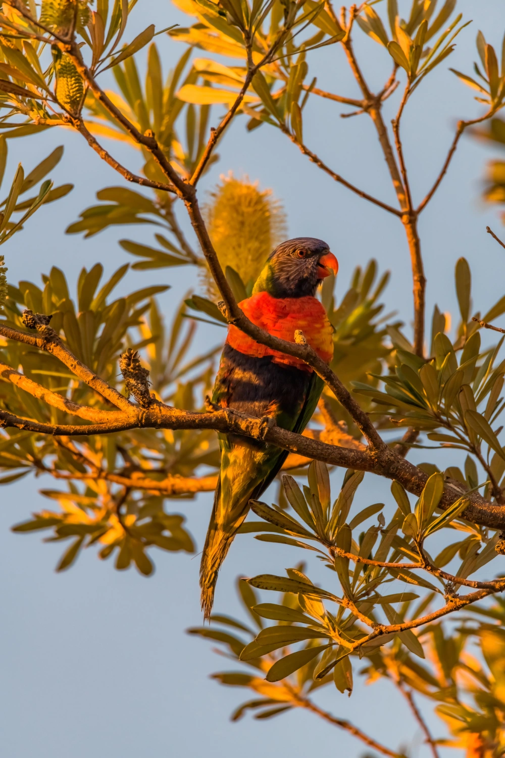 Australian native plants