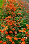 Geum