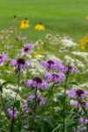 Monarda Fistulosa - native plants of northeast USA