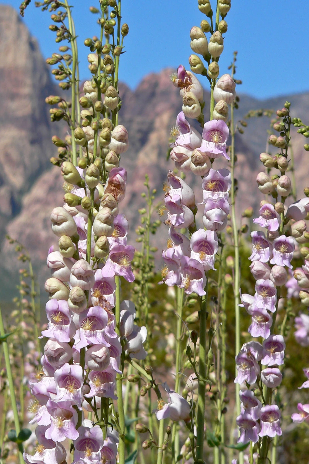 US Pacific Coast native plants