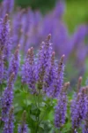 Salvia nemorosa