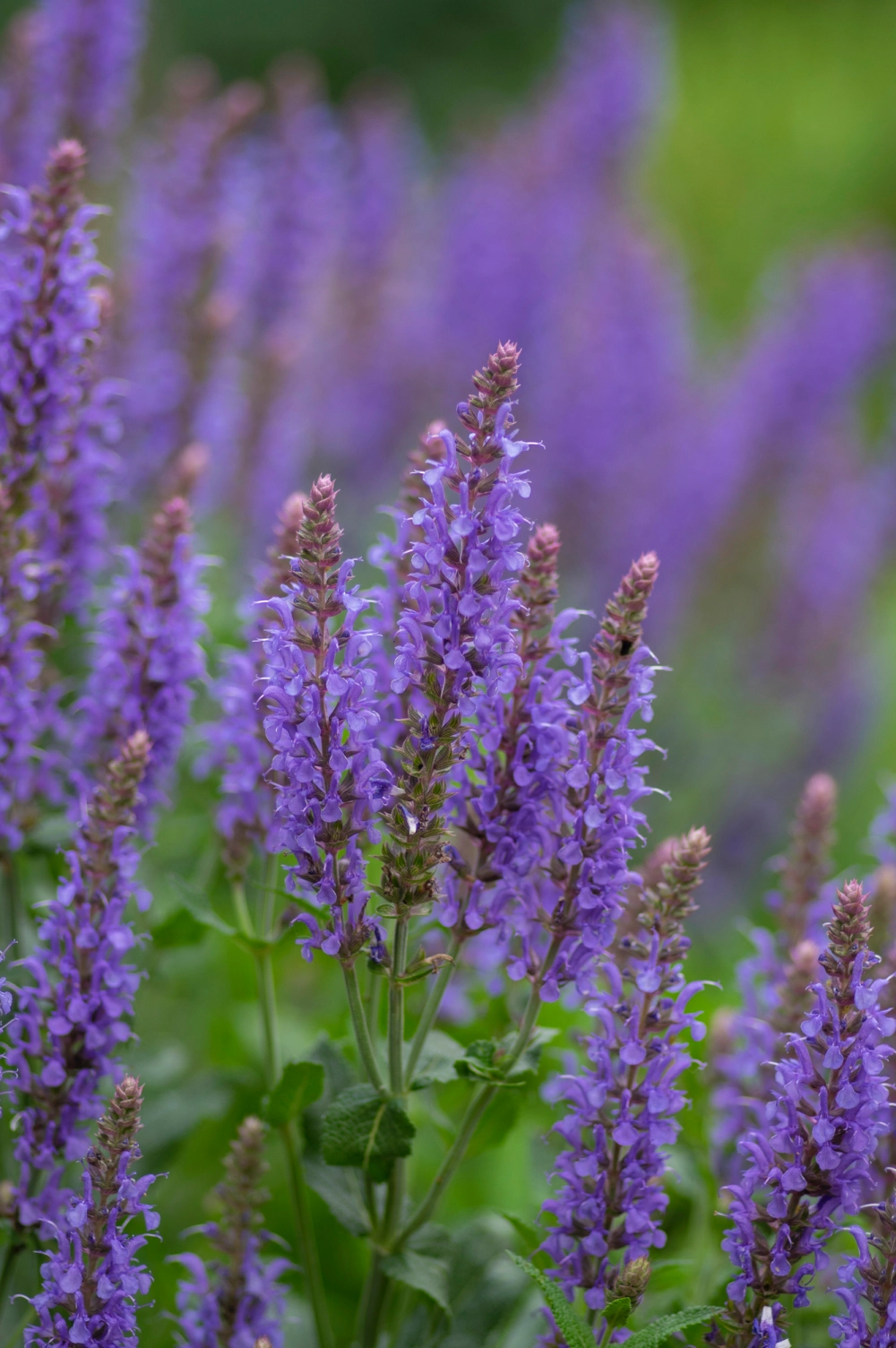 Salvia nemorosa
