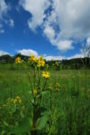 Cup Plant (Silphium perfoliatum) - native plants of the midwest