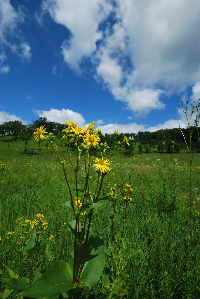 Cup Plant (Silphium perfoliatum) - native plants of the midwest