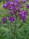 Vernonia noveboracensis