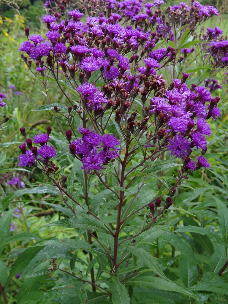 Vernonia noveboracensis