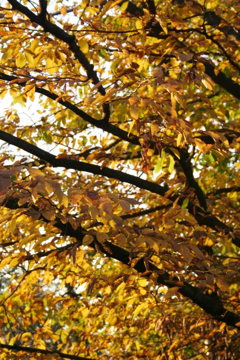 hornbeam