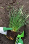Fall planting