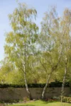small to medium garden trees
