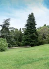 large landscape trees
