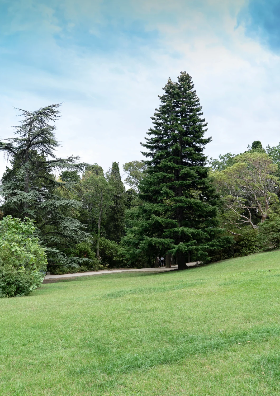 large landscape trees