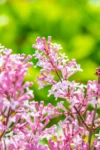 Dwarf Korean Lilac (Syringa meyeri 'Palibin')