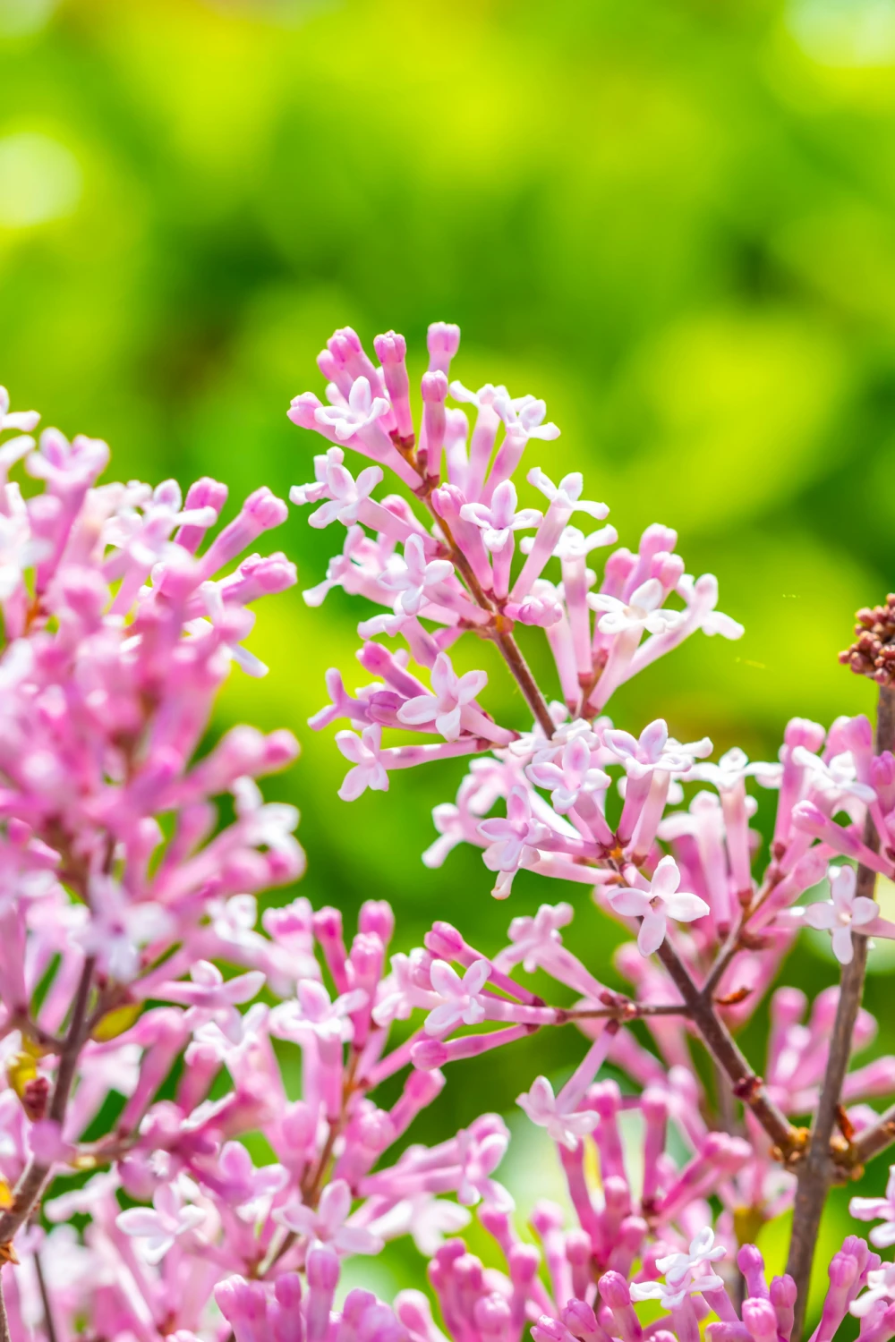 Dwarf Korean Lilac (Syringa meyeri 'Palibin')