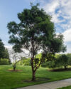 Acer Griseum