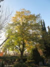 Linden Tree Tilia cordata
