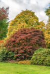 garden in autumn